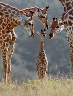 three adult giraffes and two baby giraffe standing in the grass