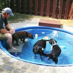 a man sitting in a pool with three dogs