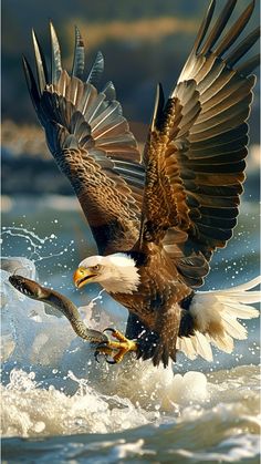 an eagle landing on the water with its prey