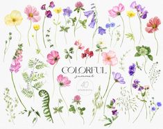 watercolor flowers and plants with the words colorful surrounded by them on a white background