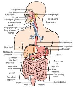 the anatomy of the human body and its major organs, including the liver, stomach, thor