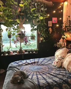 a cat is sleeping on a bed in front of a window with potted plants