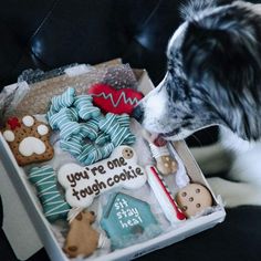 a dog is sniffing some cookies in a box