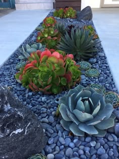 there are many succulents and rocks in the garden