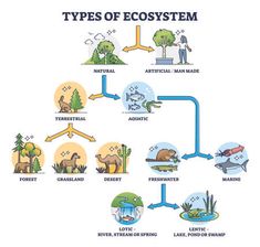 the life cycle of an animal and its environment