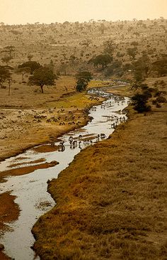 elephants are drinking water from a river in the desert with trees and bushes on either side