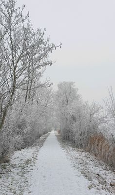 a snow covered road surrounded by trees and bushes