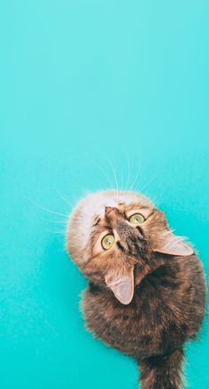 a cat with its mouth open on a blue background