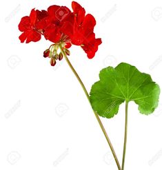 red gerania flowers with green leaves on white background stock photo, picture and royalty