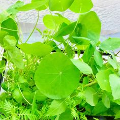 some green plants are growing in a pot