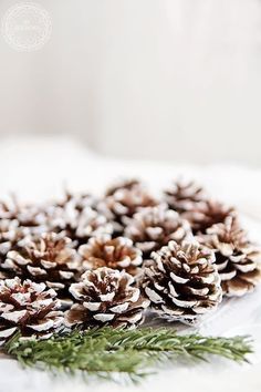 some pine cones are sitting on a plate