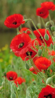 some red flowers are growing in the grass