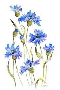 watercolor painting of blue flowers on white background