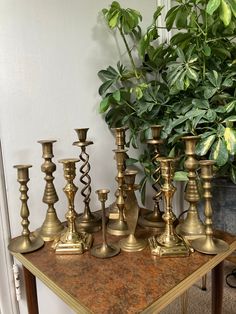 a collection of brass candlesticks on a table next to a potted plant