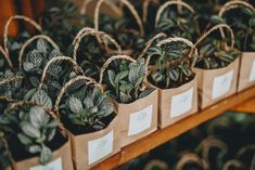 small bags filled with green plants sitting on top of a wooden shelf next to each other