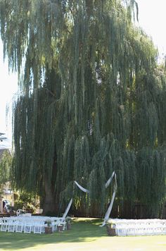 an outdoor wedding setup under a large willow tree with white chairs set up for the ceremony