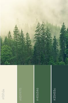 the color palette is green, white and grey with trees in the foggy forest