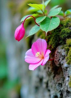 two pink flowers growing out of the side of a rock