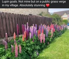 purple flowers in front of a wooden fence with the caption lupin goals not mine but on a public grass vegetable garden