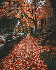 an autumn scene with leaves on the ground and parked cars in front of trees that have red leaves all over them