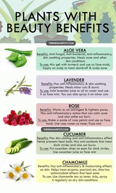 Plants with Beauty Benefits: ALOE VERA, LAVENDER, ROSE🌹, CUCUMBER🥒, CHAMOMILE. Aloe Plant Uses, Neem Benefits, Plant Uses, Scalp Acne, Chamomile Plant, Lavender Benefits, Dark Underarms, Aloe Plant, Hair Growth Faster