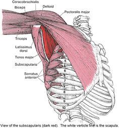 the muscles are shown in this diagram