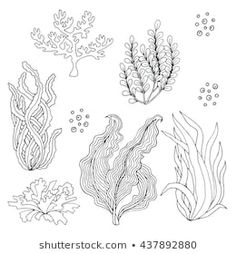 four different seaweeds and corals on white background stock photo - image 3497