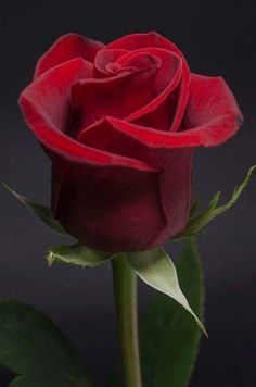 a single red rose on a black background