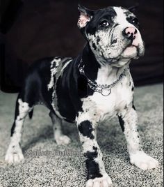 a black and white dog standing on top of a carpet