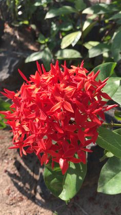 a red flower is blooming in the sun on a sunny day with green leaves