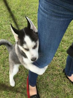 a small husky puppy standing on top of a person's leg with its mouth open