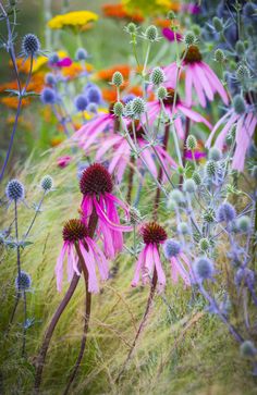 wildflowers and other flowers in a field