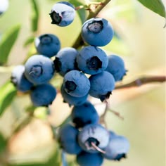 some blue berries hanging from a tree branch