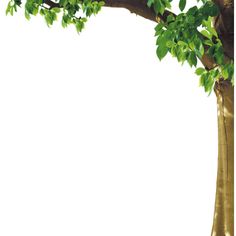 an image of a tree with green leaves on it's branches and white background