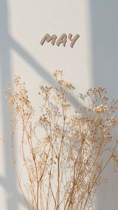 the word may is spelled in metal letters on a white wall next to dried plants