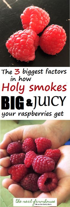 The 3 biggest factors in how big and juicy your raspberry fruit gets How To Grow Raspberries, Grow Raspberries, Pallet Gardening, Raspberry Bush, Growing Raspberries, Raspberry Plants, Berry Garden, Gardening Projects, Raspberry Fruit