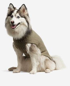 a dog wearing a sweater sitting on the ground