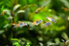 small blue and orange fish swimming in an aquarium with green plants behind them on a sunny day