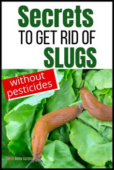 the book cover for secrets to get rid of slugs without pesticides