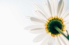 a close up view of a white flower with yellow center