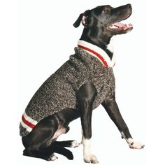 a black and white dog wearing a sweater