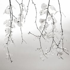 some white flowers are hanging from a tree branch