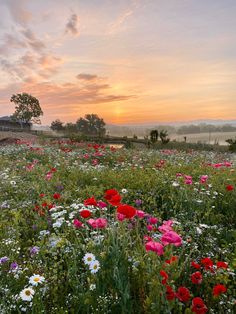 a field full of flowers with the sun setting in the background