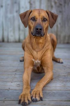 a large brown dog laying on top of a wooden floor next to a fenced in area