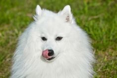 Purebred white japanese spitz licks his tongue. portrait young playful dog royalty free stock photography Japanese Spitz, Dogs