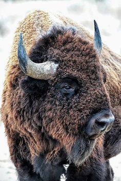 an adult bison with large horns standing in the snow