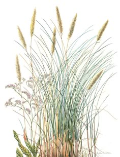 a drawing of some grass and flowers on a white background