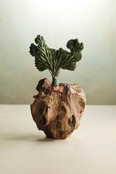 a small plant is growing out of a piece of driftwood that has been carved into a rock