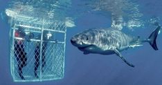 a large shark in the water near a cage