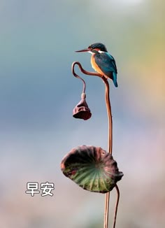 a bird sitting on top of a flower next to a waterlily plant with leaves